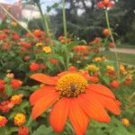 Tithonia rotundifoliaफूल