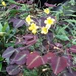 Oxalis hedysaroides Floare