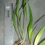 Elaphoglossum glabellum Leaf