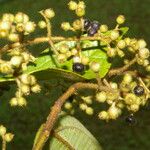 Miconia ibaguensis List