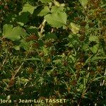 Bidens radiata Habit