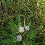 Cirsium foliosum Flower