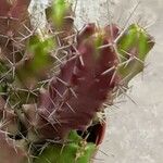 Echinocereus pentalophus পাতা