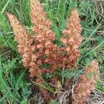Orobanche rapum-genistae Flor