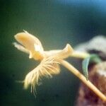 Platanthera ciliaris ফুল