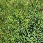 Crotalaria incana Leaf