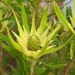 Leucadendron spissifolium 花