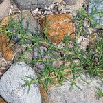 Salsola tragus Plante entière