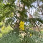 Acacia dealbataFlower