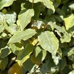 Elaeagnus macrophylla ഇല