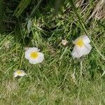 Ranunculus amplexicaulis Flor