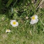 Ranunculus amplexicaulis Blüte