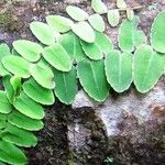 Marcgravia umbellata Hoja