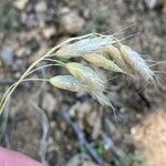 Bromus squarrosus Owoc