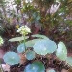 Hydrocotyle bonariensis Kvet