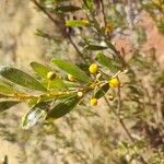 Acacia notabilis Flower