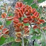 Combretum laxum Flower