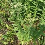 Eupatorium altissimum Levél