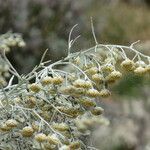 Artemisia arborescens Други