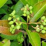 Viburnum nudum Owoc