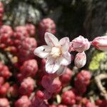 Sedum brevifolium Fiore
