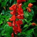 Salvia splendens Kukka