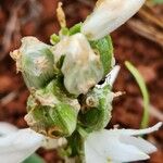 Chlorophytum tuberosum Fruit