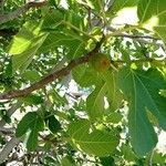 Ficus carica Blatt