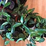 Philodendron bipennifolium Folha