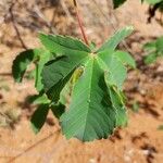 Cochlospermum regium Лист