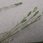 Ehrharta erecta Blüte