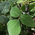 Desmodium intortum Blatt