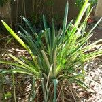 Bromelia karatas পাতা