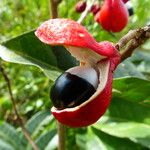 Paullinia elegans Fruit