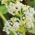 Galium × pomeranicum Kwiat