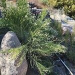 Baccharis sarothroides Hábito