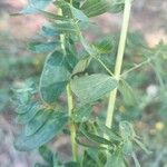 Hypericum perfoliatumBlatt