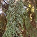 Cupressus cashmerianaFeuille