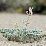 Astragalus layneae عادت