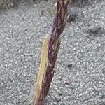 Agrostis foliata Floare