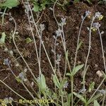 Myosotis balbisiana Hábito