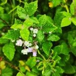 Rubus discolorFlower