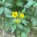 Geum macrophyllumÇiçek