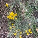 Ulex europaeus Лист