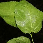 Morus celtidifolia Blatt