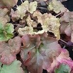 Heuchera micrantha Leaf