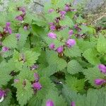 Lamium maculatum Blatt