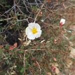 Helianthemum almeriense Virág