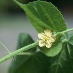 Bastardia viscosa Flower