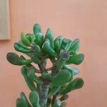 Crassula ovata 葉